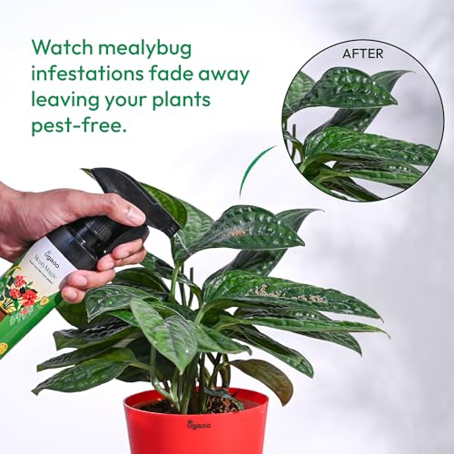 UGAOO MealyMagic Mealy Bug & Fungus Killer Spray For Plants - 100% Herbal Actives & No Chemicals - 250 ML - Image 4