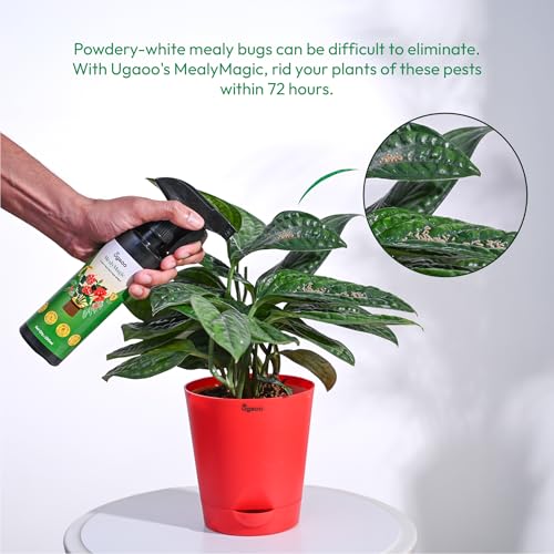 UGAOO MealyMagic Mealy Bug & Fungus Killer Spray For Plants - 100% Herbal Actives & No Chemicals - 250 ML - Image 2