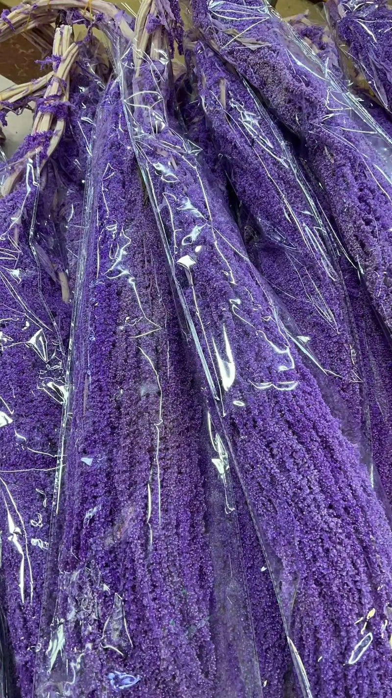 Bluejw Amaranthus Wedding Decor Flower – Natural Dried Amaranth Preserved Hanging Dried Plants for Home & Event Decoration - Image 1
