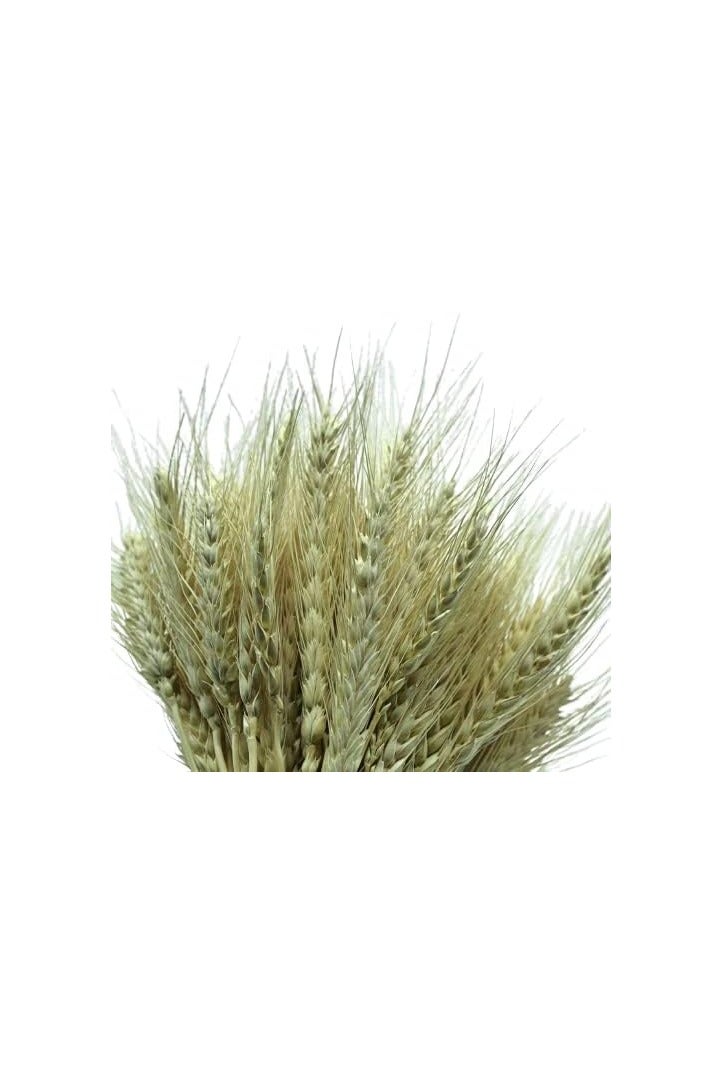 Dry Wheat Grass Bouquet Dried Wheat Grass Bundle Natural Artificial Wheat Dried Flowers Real Wheat Ear Fake Flowers Bouquet DIY Centrepiece Flower Arrangement Simulation Craft Decoration (25) - Image 3