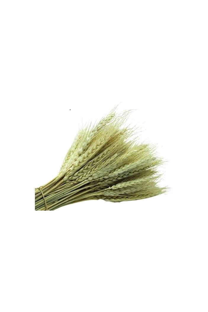 Dry Wheat Grass Bouquet Dried Wheat Grass Bundle Natural Artificial Wheat Dried Flowers Real Wheat Ear Fake Flowers Bouquet DIY Centrepiece Flower Arrangement Simulation Craft Decoration (25) - Image 1