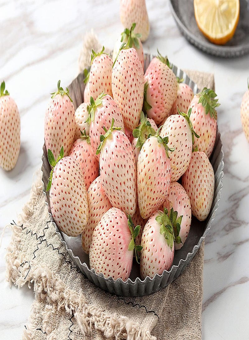 GGOOT 100pcs Special Variety Strawberry Seeds - Image 2