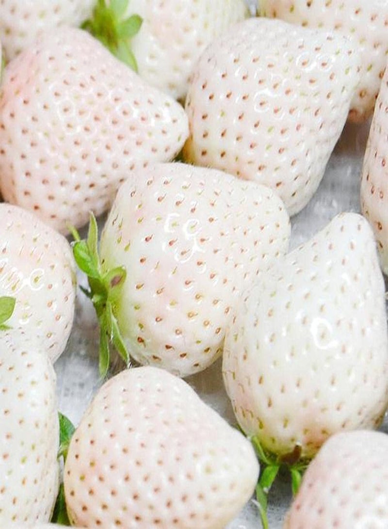 GGOOT 100pcs Special Variety Strawberry Seeds - Image 1
