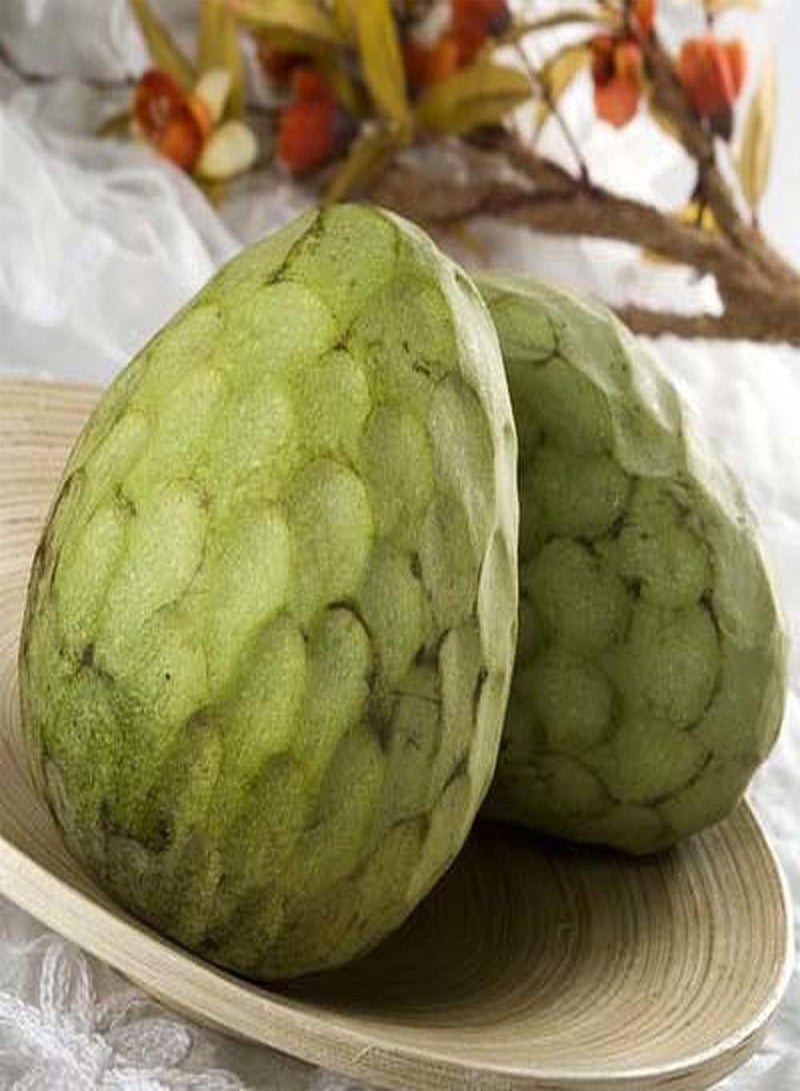 GGOOT 20 pieces Annona seeds sugar apple fruit seeds Easy to care for everyone who wants to plant sugar apples that are tender and juicy, deliciously sweet  - Image 3