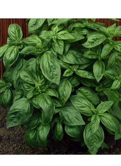 3-Pack Organic Basil Seeds (10g Each) - Non-GMO, Grow Fresh Basil at Home with High Purity & Germination Rate