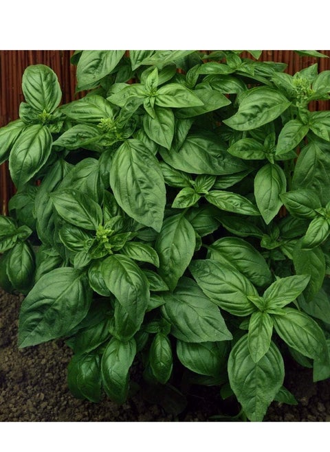 3-Pack Organic Basil Seeds (10g Each) - Non-GMO, Grow Fresh Basil at Home with High Purity & Germination Rate