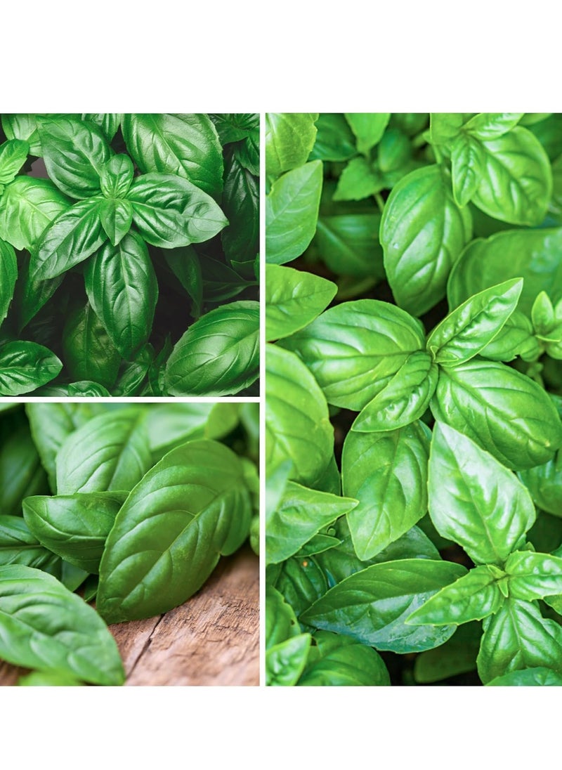 vsell24 - 3-Pack Organic Basil Seeds (10g Each) - Non-GMO, Grow Fresh Basil at Home with High Purity & Germination Rate - Image 1
