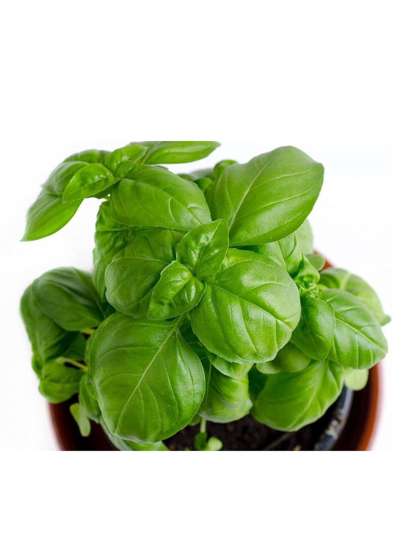 vsell24 - 3-Pack Organic Basil Seeds (10g Each) - Non-GMO, Grow Fresh Basil at Home with High Purity & Germination Rate - Image 1