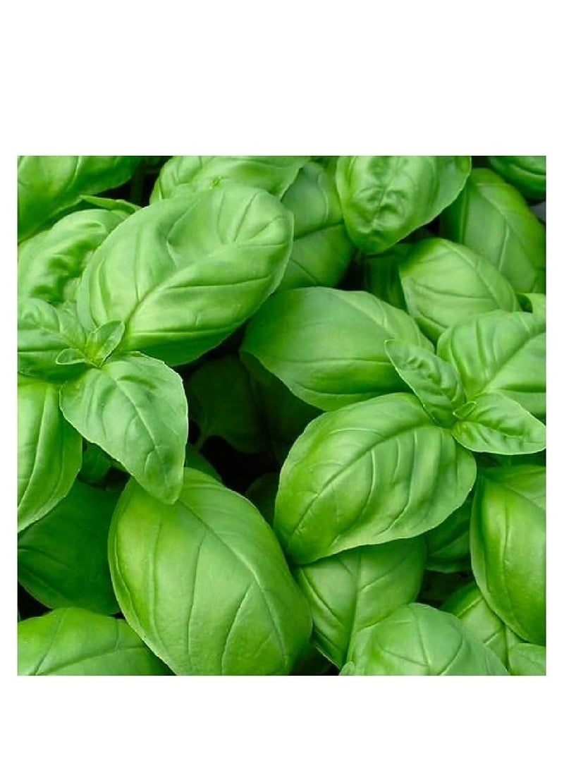vsell24 - 3-Pack Organic Basil Seeds (10g Each) - Non-GMO, Grow Fresh Basil at Home with High Purity & Germination Rate - Image 1