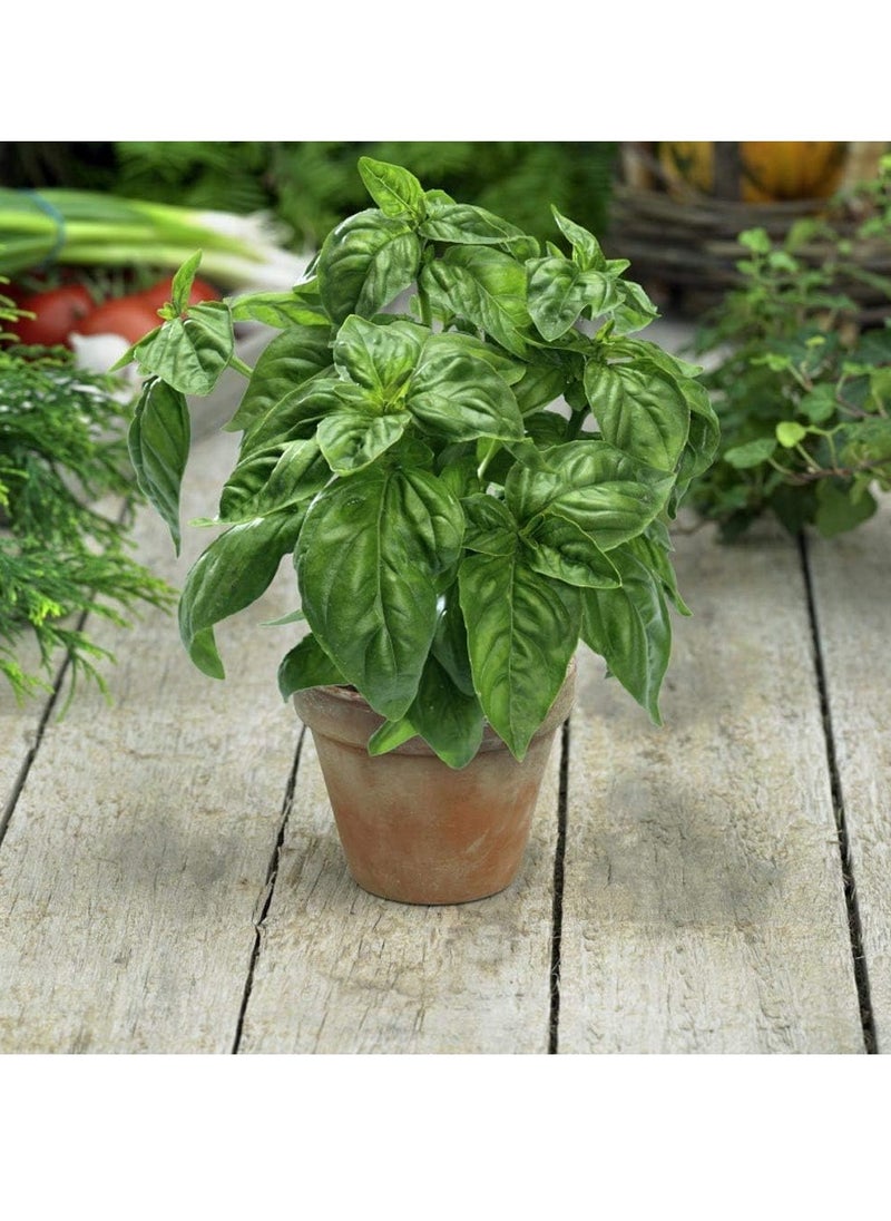 vsell24 - 3-Pack Organic Basil Seeds (10g Each) - Non-GMO, Grow Fresh Basil at Home with High Purity & Germination Rate - Image 1