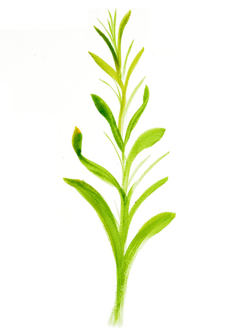 Creative Mark مجموعة فرش الطلاء الخاصة بتأثيرات مارك FX - شريط فريد، متعدد الخطوط، نمط دابر زاوي - فرش احترافية للفنانين للطلاء بالألوان المائية، الأكريليك المخفف وزيت الطلاء - مجموعة من 10 - Image 4