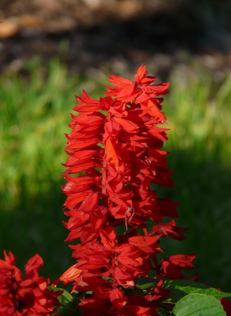 vsell24 3-Pack Radiant Scarlet Sage Flower Seeds Vibrant Blooms for a Dazzling Garden - Image 3