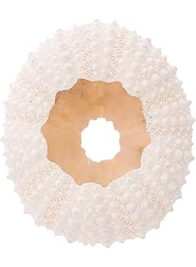 Natural Coral Conch Seashell Display Props For Nail Decoration Photography Party Decor - Image 1