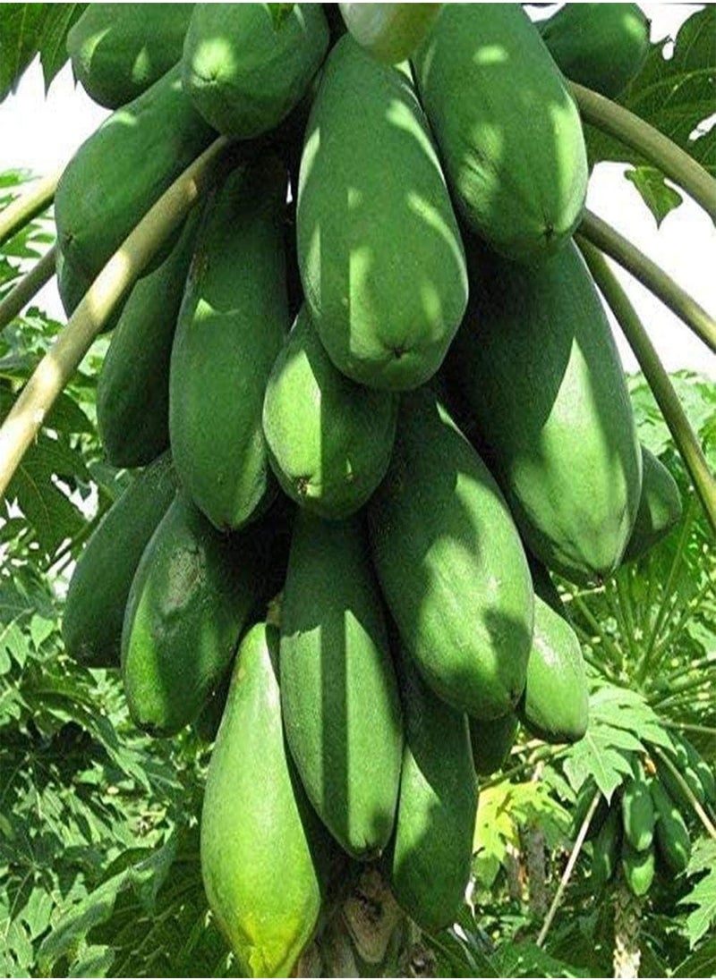25Pcs Yellow Gold Papaya Seeds