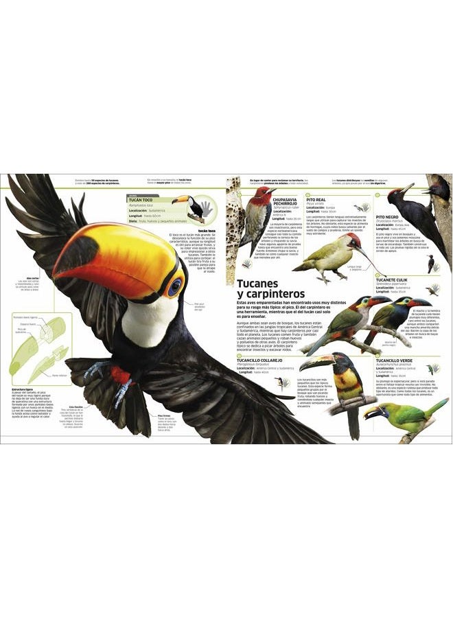 DK Animales (Knowledge Encyclopedia Animal!): El reino animal como nunca lo habías visto - Image 3