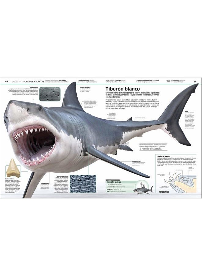 DK Animales (Knowledge Encyclopedia Animal!): El reino animal como nunca lo habías visto - Image 2