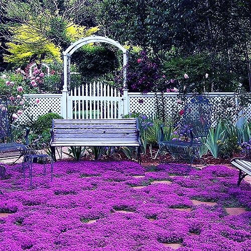 VISTATU 20000+ Magic Purple Creeping Thyme Seeds for Planting Ground Cover Plants Heirloom Flowers Perennial Thyme Non-GMO Thymus Serpyllum Seed - Image 1