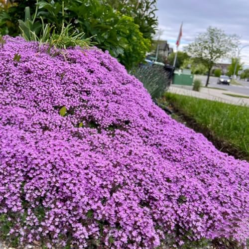 VISTATU 20000+ Magic Purple Creeping Thyme Seeds for Planting Ground Cover Plants Heirloom Flowers Perennial Thyme Non-GMO Thymus Serpyllum Seed - Image 4