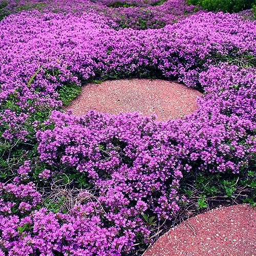 VISTATU 20000+ Magic Purple Creeping Thyme Seeds for Planting Ground Cover Plants Heirloom Flowers Perennial Thyme Non-GMO Thymus Serpyllum Seed - Image 2