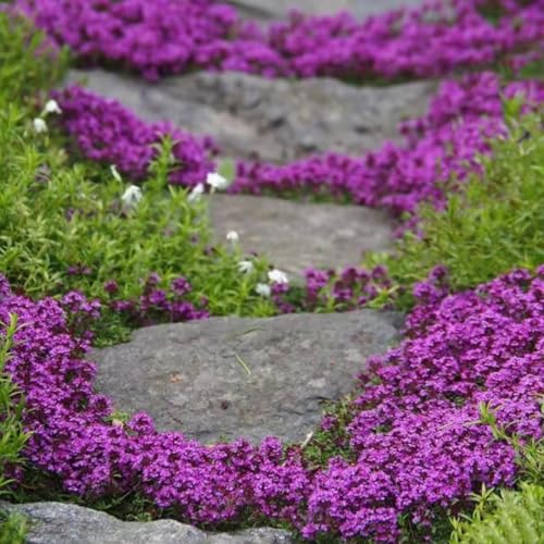 VISTATU 20000+ Magic Purple Creeping Thyme Seeds for Planting Ground Cover Plants Heirloom Flowers Perennial Thyme Non-GMO Thymus Serpyllum Seed - Image 5