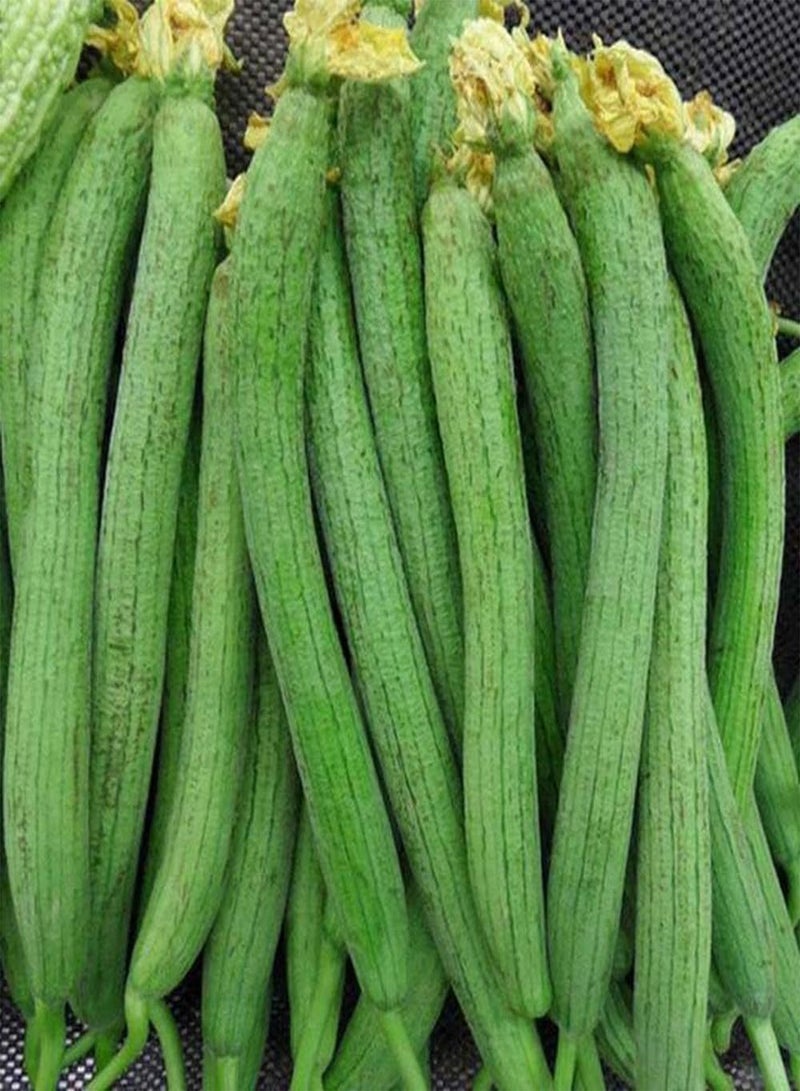 جي جوت 50 قطعة من بذور اللوف، خضراوات متسلقة سنوية طبيعية مزروعة في مزرعة حديقة الخضروات، سهلة العناية، محبوبة من قبل البستانيين - Image 2