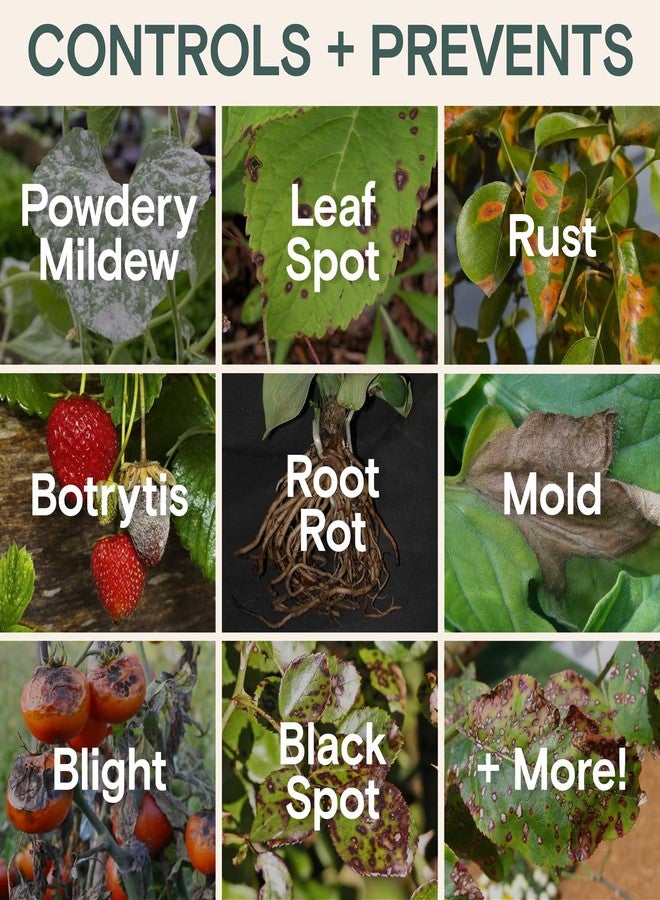 اربير سماد سائل عضوي للنباتات - للاستخدام الداخلي والخارجي للنباتات المنزلية والخضراوات والزهور ونباتات المونستيرا وشجرة المال - مدرج في قائمة OMRI، آمن على الملقحات - مزيج أسبوعي سهل (مجموعة التغذية والصحة) - Image 4