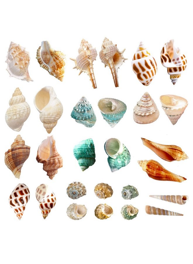 Lucky Baby 15+pcs Hermit Crab Shells Small to Medium Sea Conch Size 1/4-1 1/2 Inches Natural Growth Turbo Seashells Conch for Small Hermit Crab Turbo Shells - Image 1