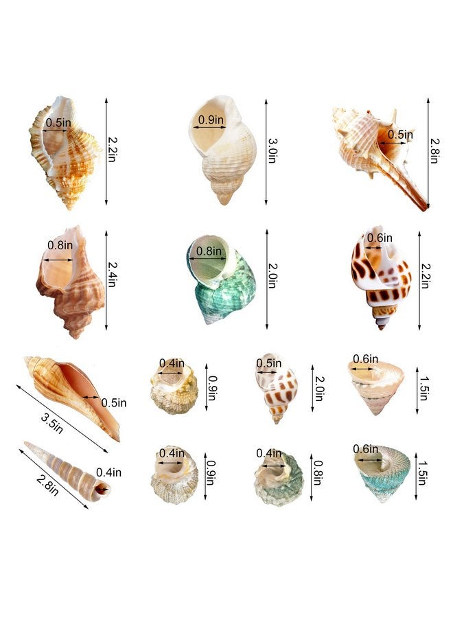 Lucky Baby 15+pcs Hermit Crab Shells Small to Medium Sea Conch Size 1/4-1 1/2 Inches Natural Growth Turbo Seashells Conch for Small Hermit Crab Turbo Shells - Image 2