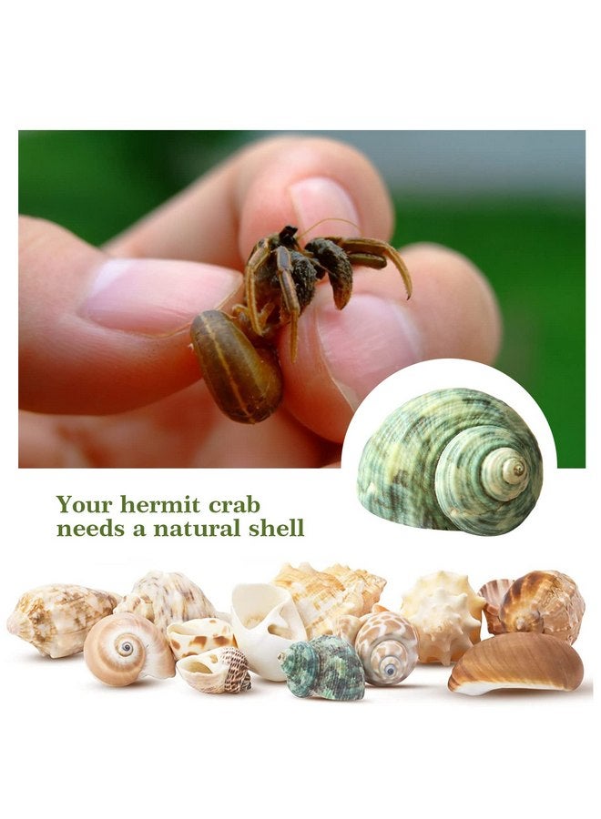 Lucky Baby 15+pcs Hermit Crab Shells Small to Medium Sea Conch Size 1/4-1 1/2 Inches Natural Growth Turbo Seashells Conch for Small Hermit Crab Turbo Shells - Image 3