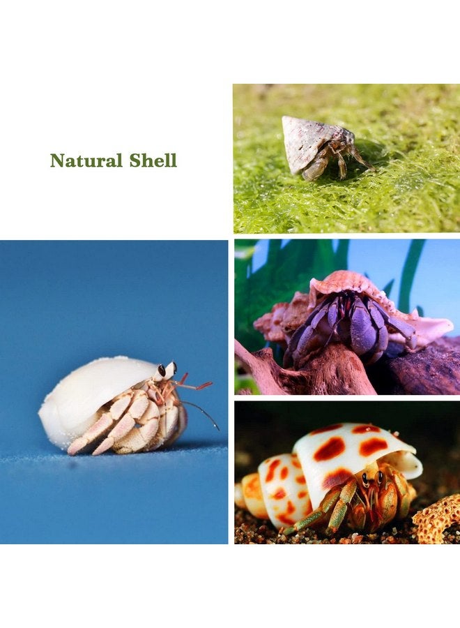 Lucky Baby 15+pcs Hermit Crab Shells Small to Medium Sea Conch Size 1/4-1 1/2 Inches Natural Growth Turbo Seashells Conch for Small Hermit Crab Turbo Shells - Image 4