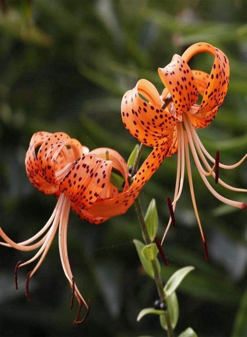 جي جوت 4 قطع بذور زنبق زهور برتقالية للحديقة الخارجية والشرفة والفناء زراعة الزهور المقطوفة للديكور مناسبة للمبتدئين تزيين الحديقة إضافة اللون - Image 3