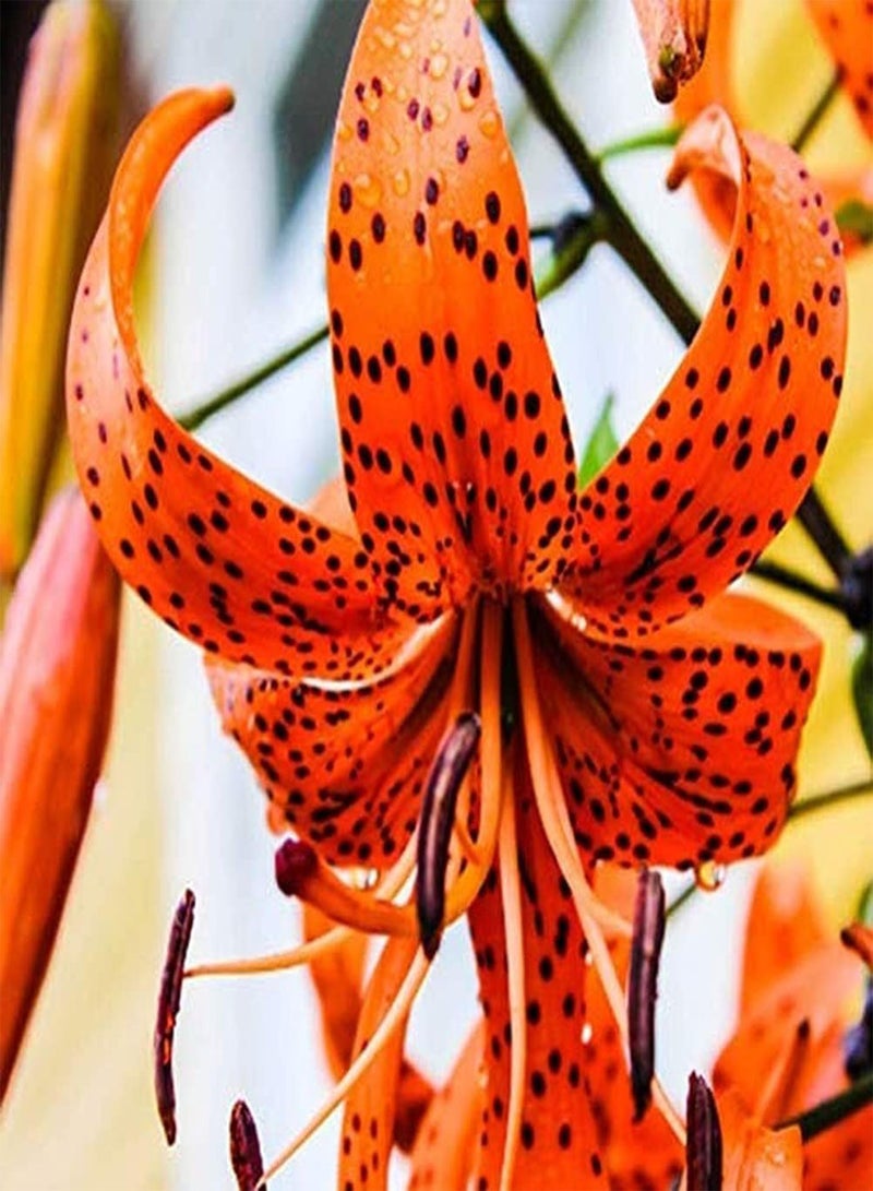 جي جوت 4 قطع بذور زنبق زهور برتقالية للحديقة الخارجية والشرفة والفناء زراعة الزهور المقطوفة للديكور مناسبة للمبتدئين تزيين الحديقة إضافة اللون - Image 1