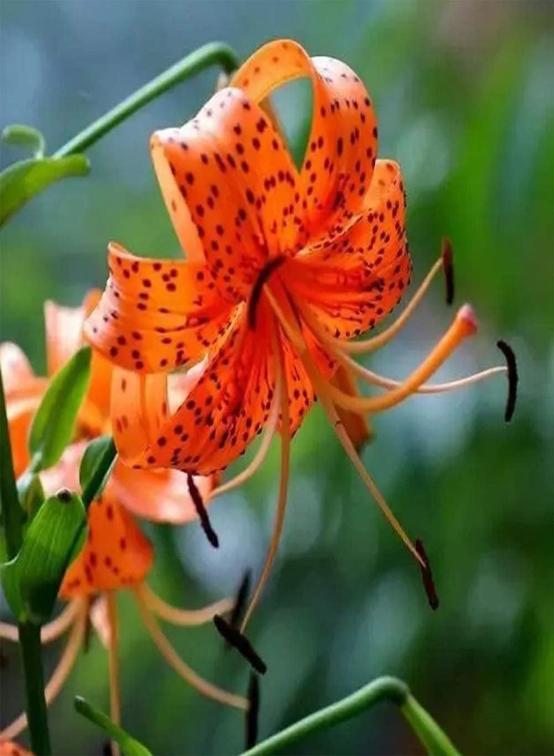 جي جوت 4 قطع بذور زنبق زهور برتقالية للحديقة الخارجية والشرفة والفناء زراعة الزهور المقطوفة للديكور مناسبة للمبتدئين تزيين الحديقة إضافة اللون - Image 2