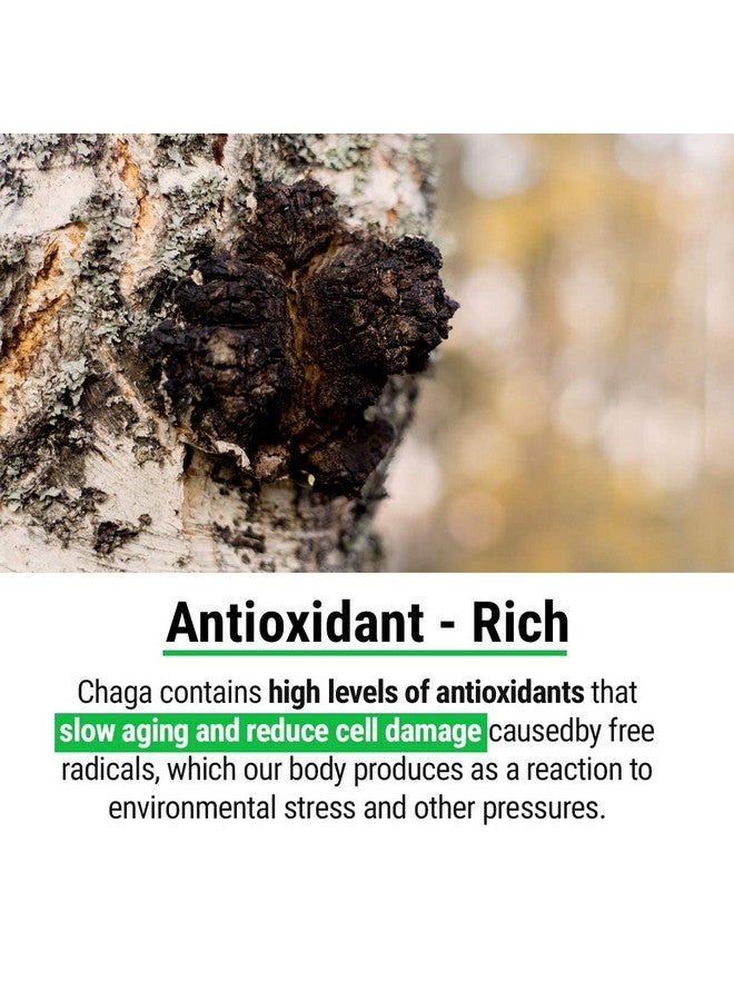 sayan Siberian Pure Raw Chaga Mushroom Chunks With Black Top Crust 4 Oz / 113 G Premium Wild Forest Harvested Super Antioxidant Tea Supports Immune System And Digestive Health - Image 4