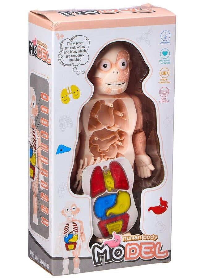 Human body model