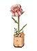 rowood Artifical FlowerWood Flower Building Toy SetMothers DayValentines DayTeachers DayThanksgiving DayChristmasBirthday Gift for MomWomenGrandmaWifeHerPink Rose TW041 - Image 2