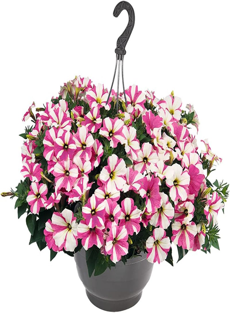 GGOOT 200pcs Petunia Seeds Colorful Ground Cover Morning Glory Flourishing Hanging Basket Frame Decorated Flower for Garden Planting - Image 3