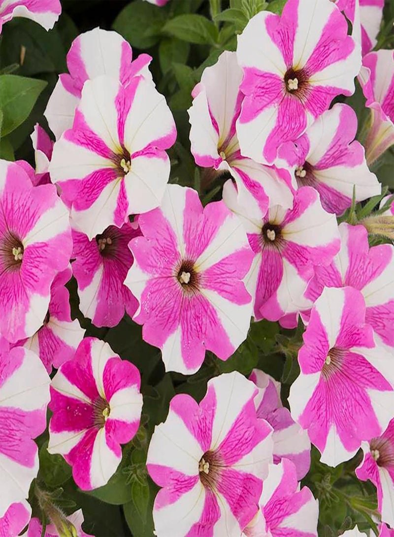 GGOOT 200pcs Petunia Seeds Colorful Ground Cover Morning Glory Flourishing Hanging Basket Frame Decorated Flower for Garden Planting - Image 2