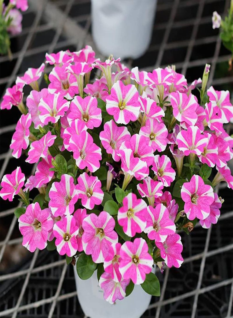 GGOOT 200pcs Petunia Seeds Colorful Ground Cover Morning Glory Flourishing Hanging Basket Frame Decorated Flower for Garden Planting - Image 1