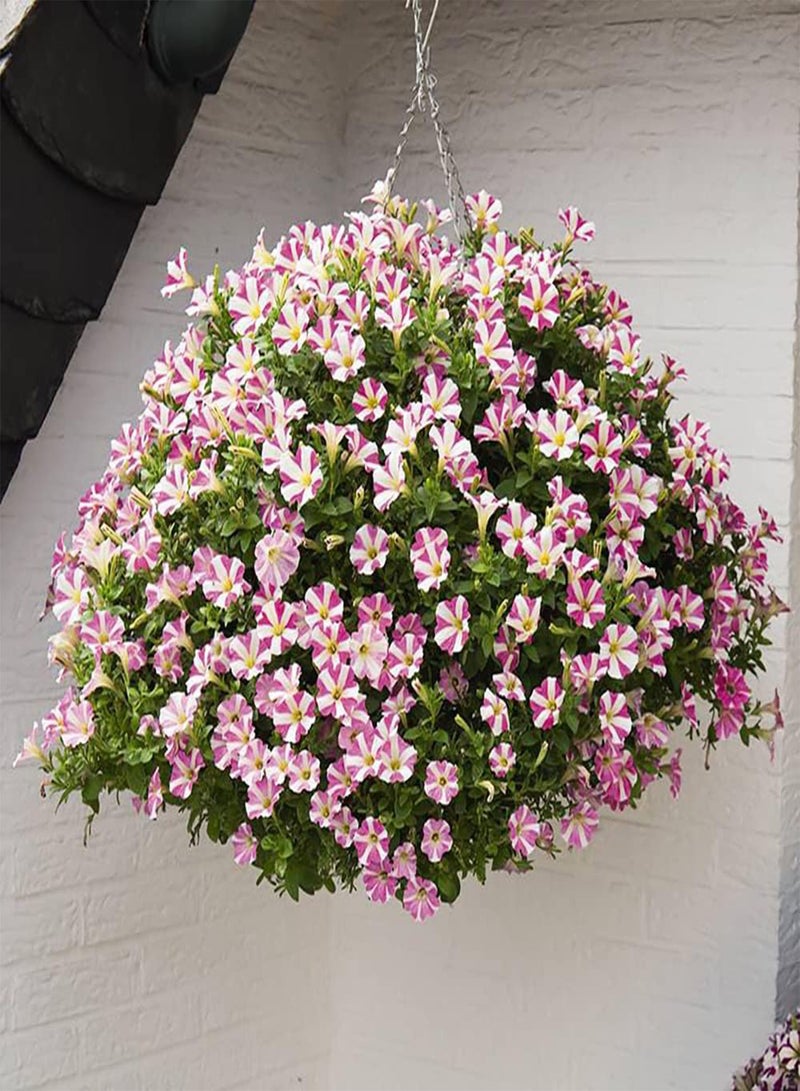 GGOOT 200pcs Petunia Seeds Colorful Ground Cover Morning Glory Flourishing Hanging Basket Frame Decorated Flower for Garden Planting - Image 4