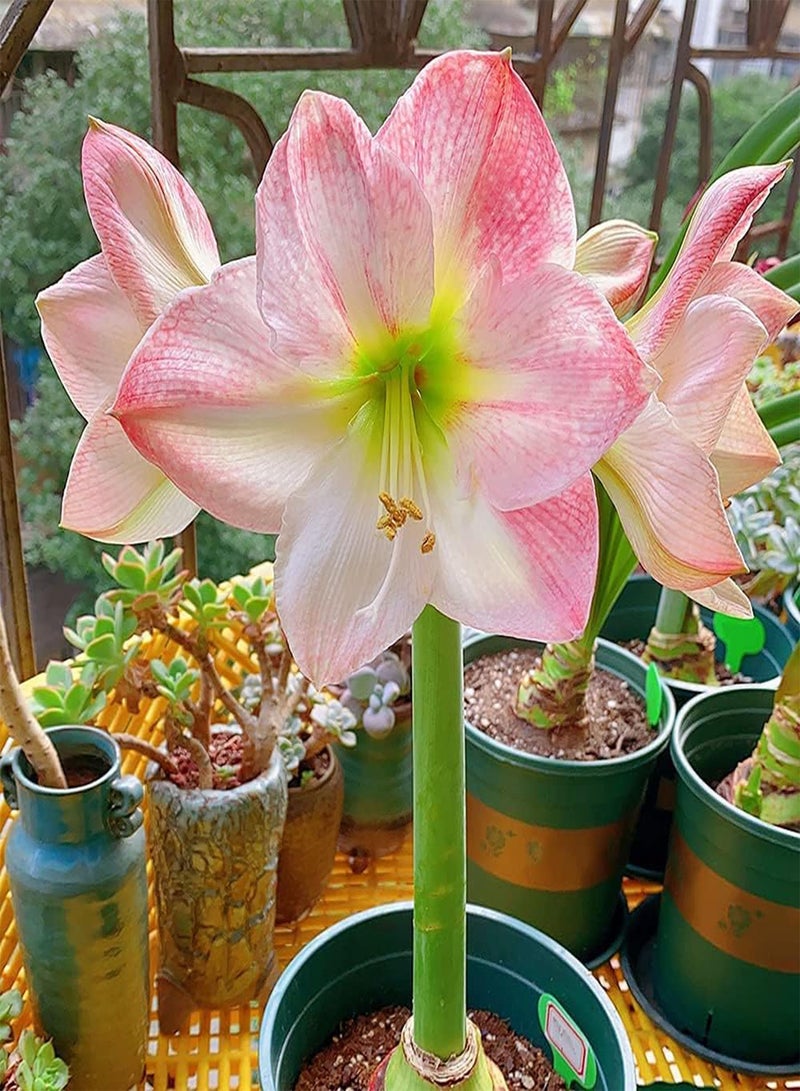 جي جوت 3 قطع من بذور أمارلس وردية رومانسية كريمة من نوع هيبيستروم ذات شكل بتلات فريد من نوعه، مناسبة للزراعة في المنزل - Image 1