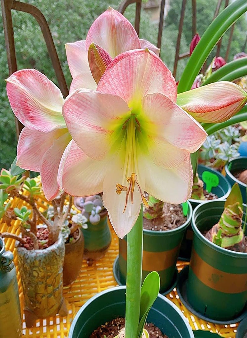 جي جوت 3 قطع من بذور أمارلس وردية رومانسية كريمة من نوع هيبيستروم ذات شكل بتلات فريد من نوعه، مناسبة للزراعة في المنزل - Image 3