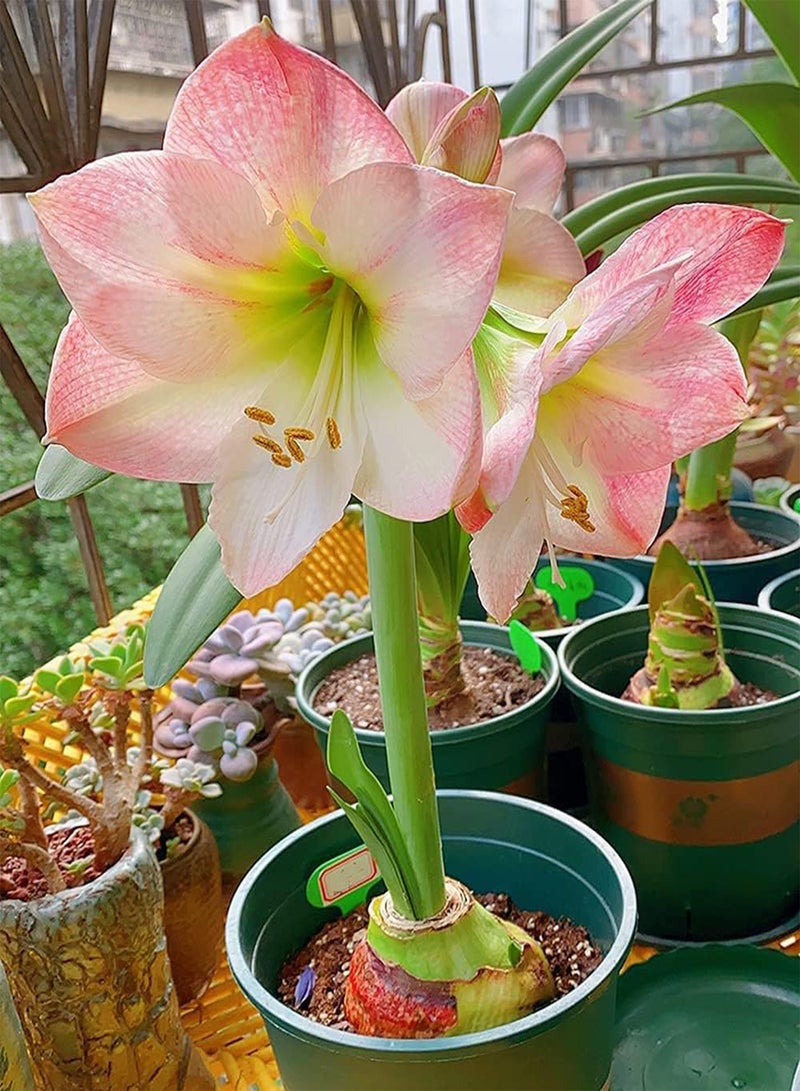 جي جوت 3 قطع من بذور أمارلس وردية رومانسية كريمة من نوع هيبيستروم ذات شكل بتلات فريد من نوعه، مناسبة للزراعة في المنزل - Image 2