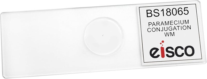 EISCO Paramecium Conjugation, Whole Mount - Prepared Microscope Slide - 75 x 25mm - Biology & Microscopy - Image 2