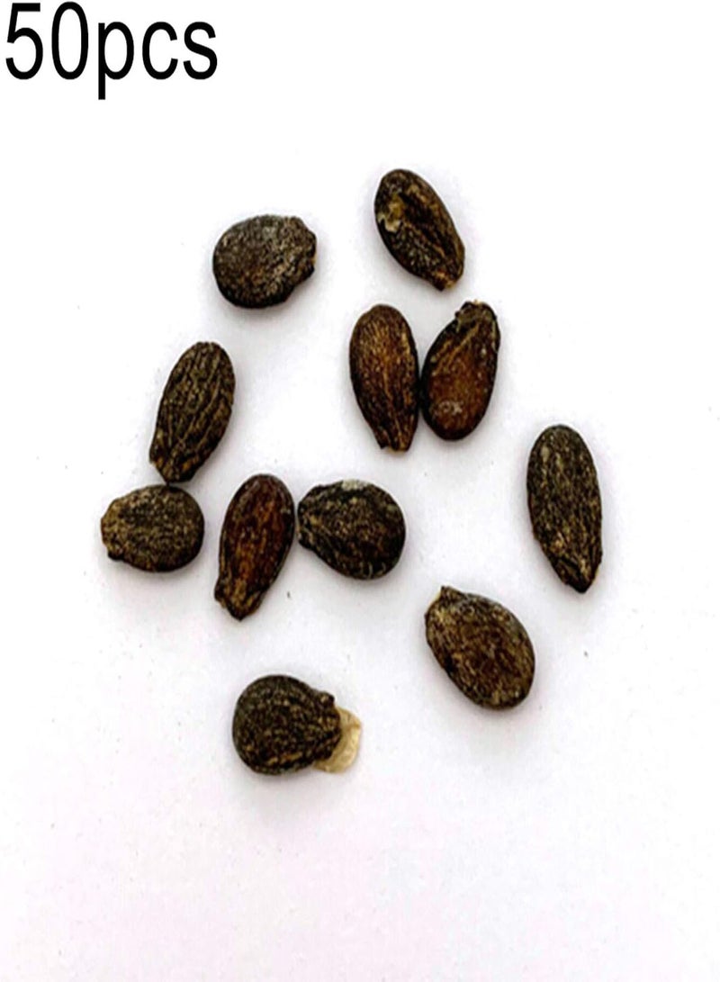 جي جوت بذور للزراعة، 50 قطعة من بذور البطيخ سهلة النمو، فاكهة صيفية حلوة، نباتات حقلية للحديقة والمزرعة - بذور البطيخ - Image 2