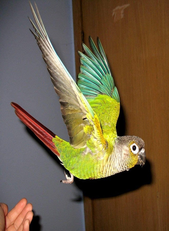 Parrots Wizard مزيج بذور دوار الشمس والقرطم الصغيرة من باروتس ويزارد للطيور 1800 غرام - Image 5
