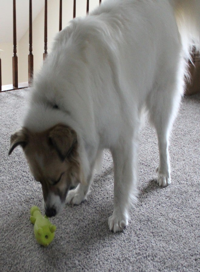 SPOT Latex Friends Dog Toys -Soft & Stuffing-Free with Honking Squeaker, 100% Latex, Brightly Colored, Ideal for Small/Medium Dogs & Light Chewers, 9-inch Assorted Styles - Image 5