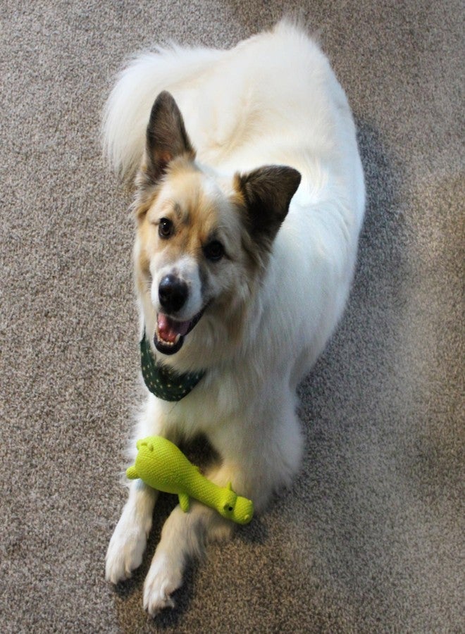 SPOT Latex Friends Dog Toys -Soft & Stuffing-Free with Honking Squeaker, 100% Latex, Brightly Colored, Ideal for Small/Medium Dogs & Light Chewers, 9-inch Assorted Styles - Image 3