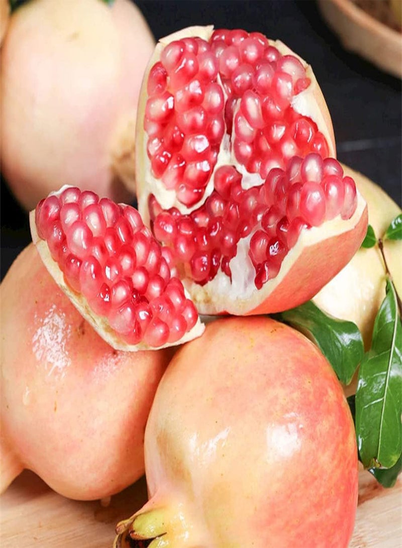 جي جوت 100 قطعة من بذور الرمان، فاكهة غير معدلة وراثيًا، مغذية ولذيذة وحلوة وعصيرة، مزروعة في حديقة المزرعة، سهلة العناية، مناسبة للمبتدئين - Image 2