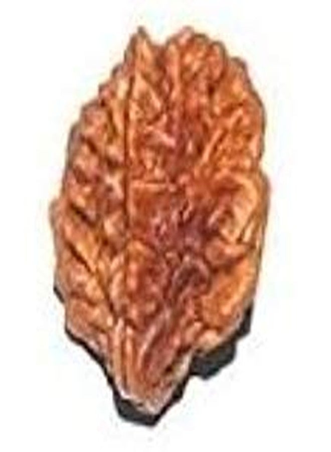 TheGalaxy Gallery 2 Mukhi (2 Face) Nepal Rudraksha by Lab Certified - Image 1